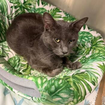 Snooki -  Domestic Medium Hair Cat for Adoption in Charleston, West Virginia - Snooki | PetCurious