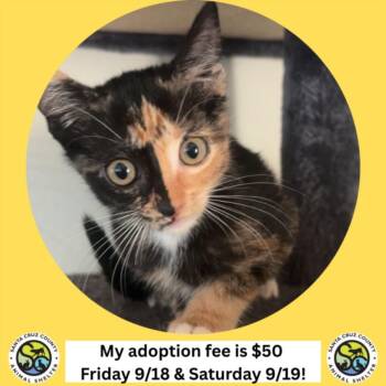 SOY* -  Domestic Short Hair Cat for Adoption in Santa Cruz, California - SOY* | PetCurious