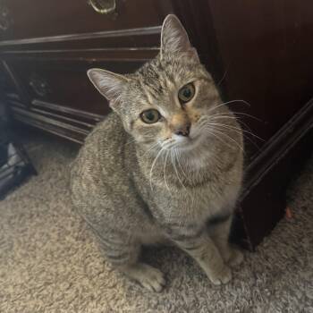 Tabby Cats Available for Adoption in Wyandotte, Michigan - Mitsu | PetCurious