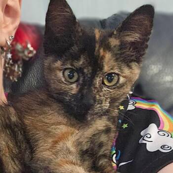 Surprise -  Domestic Short Hair Cat Available for Adoption in Clarksville, Arkansas - Surprise | PetCurious