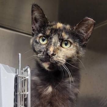 Domestic Short Hair Cats Available for Adoption in Milan, Illinois - Sparkles | PetCurious