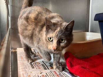 Mrs. Norris -  Domestic Short Hair Cat for Adoption in Peru, New York - Mrs. Norris | PetCurious