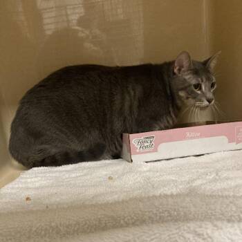 Tom -  Domestic Short Hair Cat for Adoption in Blue Ridge, Georgia - Tom | PetCurious