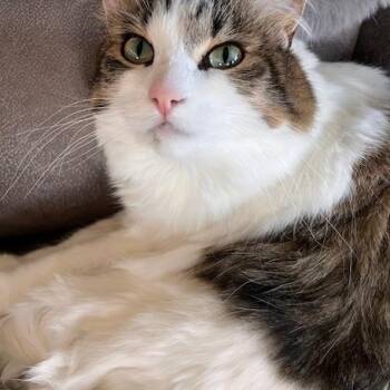 Domestic Long Hair Cats Available for Adoption in Moscow, Idaho - **COURTESY LISTING** Myka | PetCurious