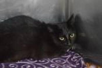 Domestic Short Hair Cats Available for Adoption - Tippy | PetCurious