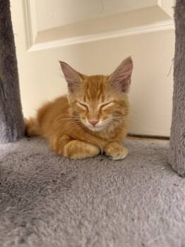 Tony Pepperoni -  Domestic Medium Hair and Tabby Cat for Adoption in Dallas, Texas - Tony Pepperoni | PetCurious
