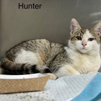 Rescue Domestic Short Hair Cats for Adoption in New York, New York - Hunter | PetCurious