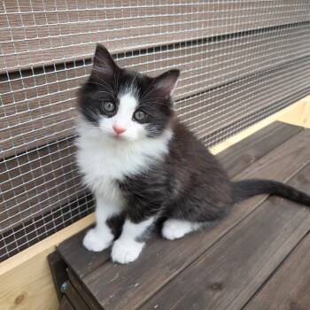 Domestic Medium Hair Cats Available for Adoption in Wind Gap, Pennsylvania - Charmander | PetCurious