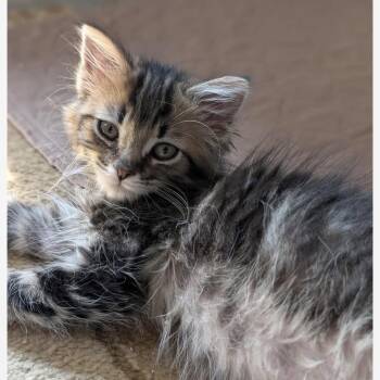 Trouble -  Domestic Long Hair and Domestic Medium Hair Cat for Adoption in Griswold, Connecticut - Trouble | PetCurious