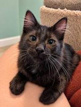 Nico MD -  Abyssinian Cat for Adoption - Nico MD | PetCurious