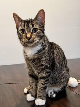 Rescue Domestic Short Hair and Tabby Cats for Adoption in Rochester Hills, Michigan - Sam LaPorta | PetCurious