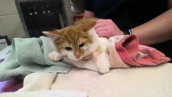 ORANGE JUICE -  Domestic Medium Hair Cat for Adoption - ORANGE JUICE | PetCurious