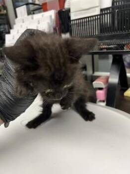 MADISON -  Domestic Short Hair Cat for Adoption in Stockton, California - MADISON | PetCurious