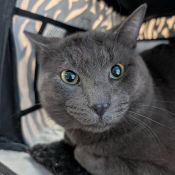 Shadow -  Domestic Short Hair Cat for Adoption in Chicago, Illinois - Shadow | PetCurious