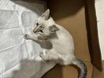 Eclipse -  Siamese and Domestic Short Hair Cat for Adoption in Saucier, Mississippi - Eclipse | PetCurious
