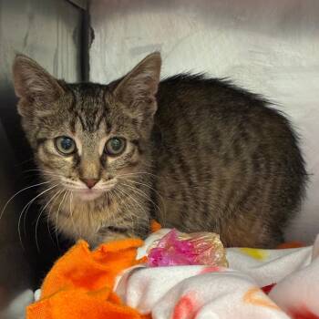 Random House -  Domestic Short Hair Cat for Adoption in Dearborn, Michigan - Random House | PetCurious