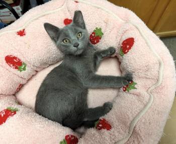 Phantom -  Domestic Short Hair Cat for Adoption in Batesville, Arkansas - Phantom | PetCurious