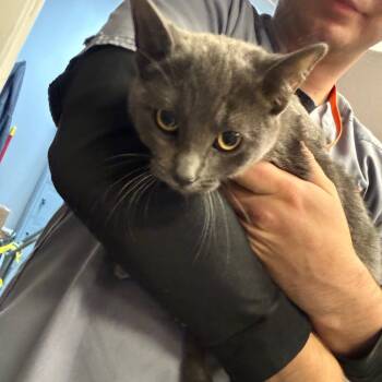 Rescue Domestic Short Hair Cats for Adoption in Normal, Illinois - Vermillion | PetCurious