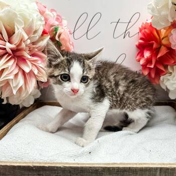 Paprika -  Domestic Short Hair Cat for Adoption in Newberg, Oregon - Paprika | PetCurious