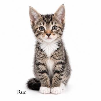 Rue -  Domestic Short Hair Cat Available for Adoption in Stevensville, Michigan - Rue | PetCurious