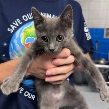 Fisher -  Domestic Short Hair Cat for Adoption in Beaumont, Texas - Fisher | PetCurious