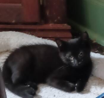 Mordecai -  Domestic Short Hair Cat for Adoption in Lemoyne, Pennsylvania - Mordecai | PetCurious