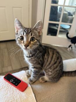Piper -  Domestic Medium Hair Cat for Adoption in Glendale, Arizona - Piper | PetCurious