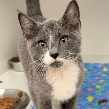 Tom -  Domestic Short Hair Cat for Adoption in Champaign, Illinois - Tom | PetCurious