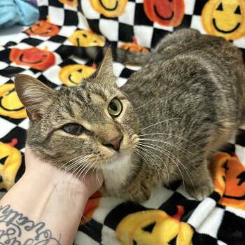 Killian -  Domestic Short Hair Cat for Adoption in Lyndhurst, Virginia - Killian | PetCurious