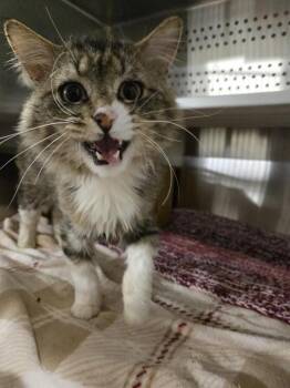 Domestic Long Hair Cats Available for Adoption in Casper, Wyoming - TITAN | PetCurious