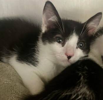 BUMPER CAR -  Domestic Short Hair Cat for Adoption in Fort Walton Beach, Florida - BUMPER CAR | PetCurious