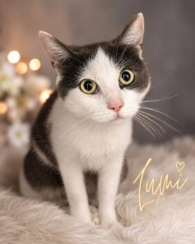 Lumi (FCID# 06/29/2026 - 55 Trainer) -  Domestic Short Hair Cat for Adoption in Greenville, Delaware - Lumi (FCID# 06/29/2026 - 55 Trainer) | PetCurious