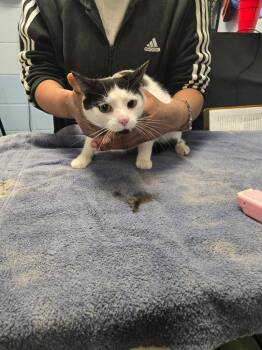 Muffin -  Domestic Short Hair Cat for Adoption in Detroit, Michigan - Muffin | PetCurious