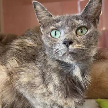 ANESHA -  Domestic Short Hair Cat for Adoption in Fernandina Beach, Florida - ANESHA | PetCurious