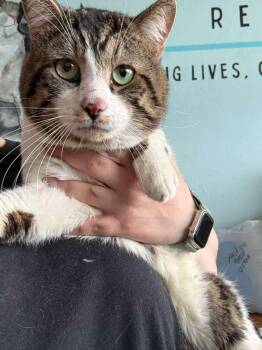 Ernie -  Domestic Short Hair Cat for Adoption in West Mifflin, Pennsylvania - Ernie | PetCurious