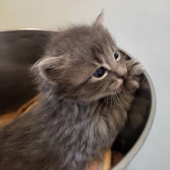 Nicomo -  Domestic Short Hair Cat for Adoption in Kanab, Utah - Nicomo | PetCurious