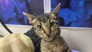 GRAYSON -  Domestic Short Hair Cat for Adoption in Pueblo, Colorado - GRAYSON | PetCurious