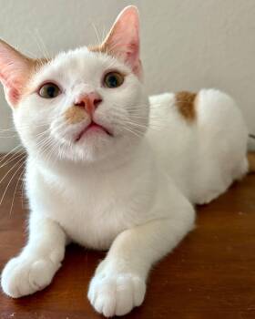 Rescue Turkish Van Cats for Adoption in Baytown, Texas - Sage | PetCurious