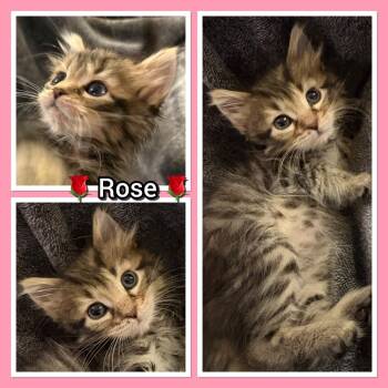 Rose -  Domestic Long Hair Cat for Adoption in Washougal, Washington - Rose | PetCurious