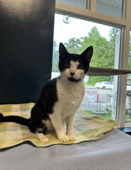 Isis -  Domestic Short Hair Cat for Adoption in North Haven, Connecticut - Isis | PetCurious