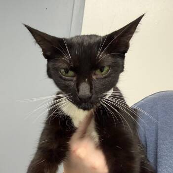 Mona -  Domestic Short Hair Cat for Adoption in Birmingham, Alabama - Mona | PetCurious