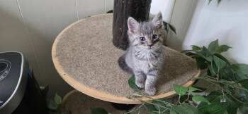 Kodo -  Domestic Short Hair Cat for Adoption in Great Falls, Montana - Kodo | PetCurious