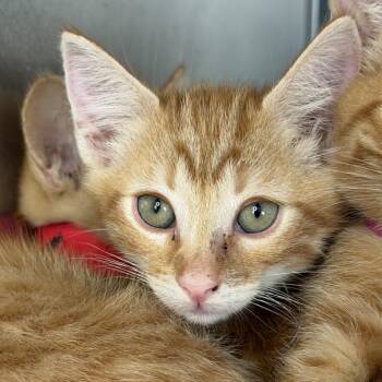Muller -  Domestic Short Hair Cat for Adoption in Los Angeles, California - Muller | PetCurious