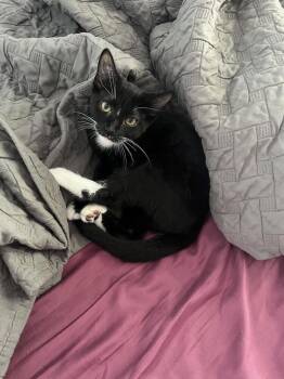 Little Momo -  Domestic Short Hair Cat for Adoption in Cary, North Carolina - Little Momo | PetCurious