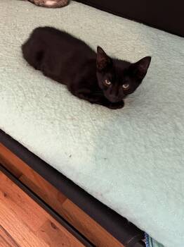 Jingle Bell -  Domestic Short Hair Cat for Adoption in Denver, Colorado - Jingle Bell | PetCurious
