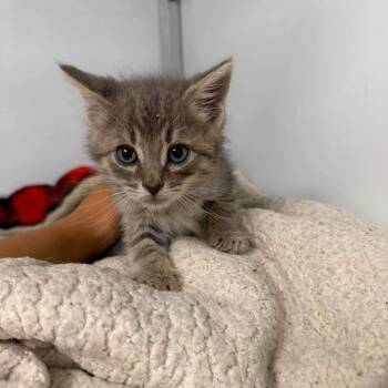 Andy in Burke, VA -  Domestic Short Hair Cat for Adoption - Andy In Burke, VA | PetCurious