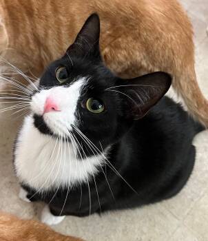 Paris -  Domestic Short Hair Cat for Adoption in Richmond, Virginia - Paris | PetCurious