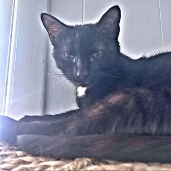 Rescue Domestic Short Hair Cats for Adoption in Rutherfordton, North Carolina - Tommy | PetCurious