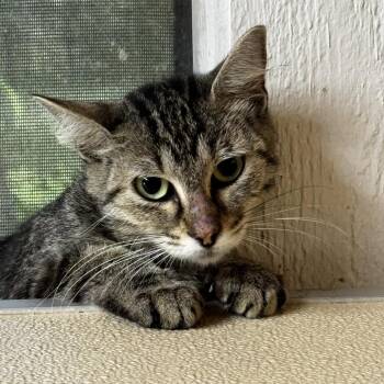 Sonya -  Domestic Short Hair Cat for Adoption in Leander, Texas - Sonya | PetCurious