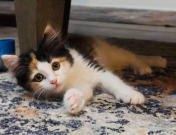 Willow -  Domestic Medium Hair Cat for Adoption in Charlotte, North Carolina - Willow | PetCurious